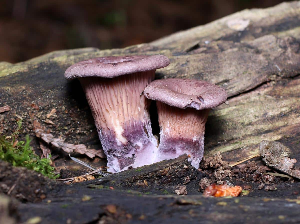 Panus conchatus