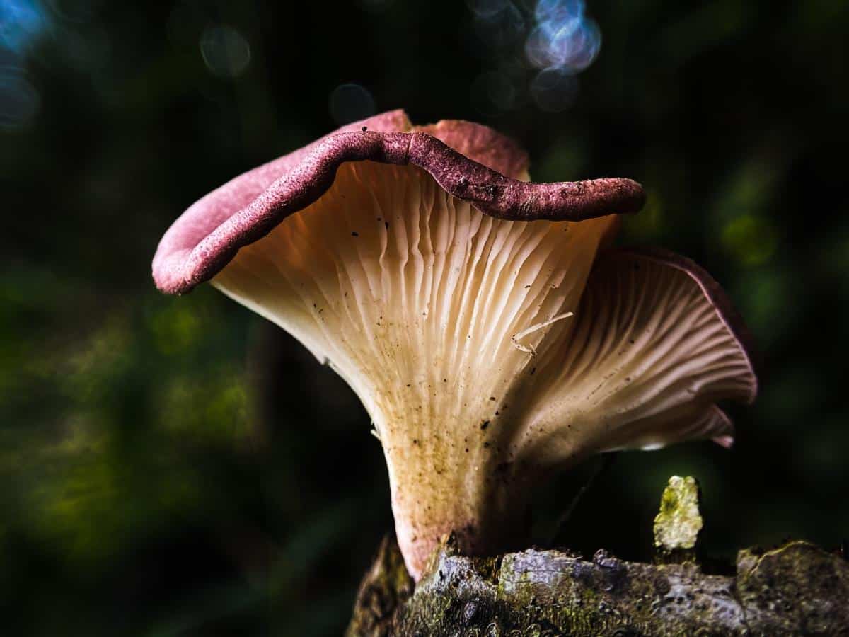 Panus conchatus