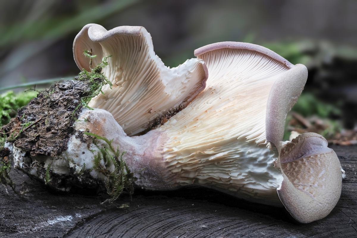 Panus conchatus