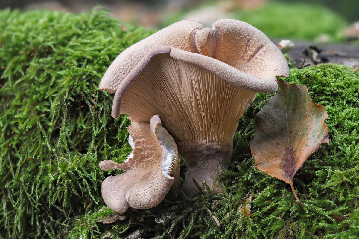 Panus conchatus