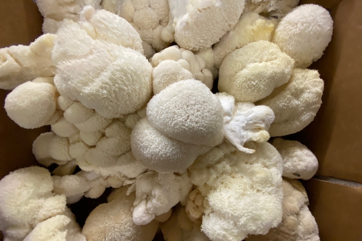 lions mane mushroom storage