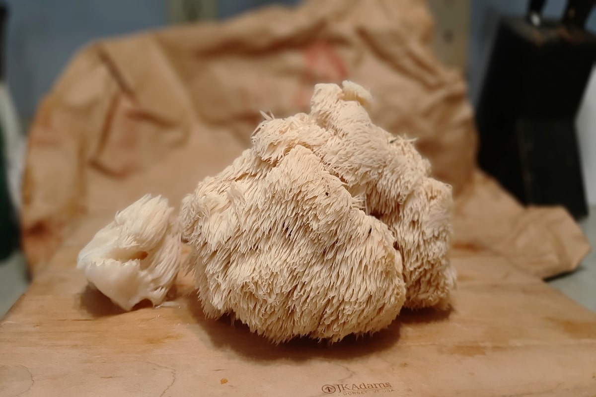 hericium lion's mane mushrooms