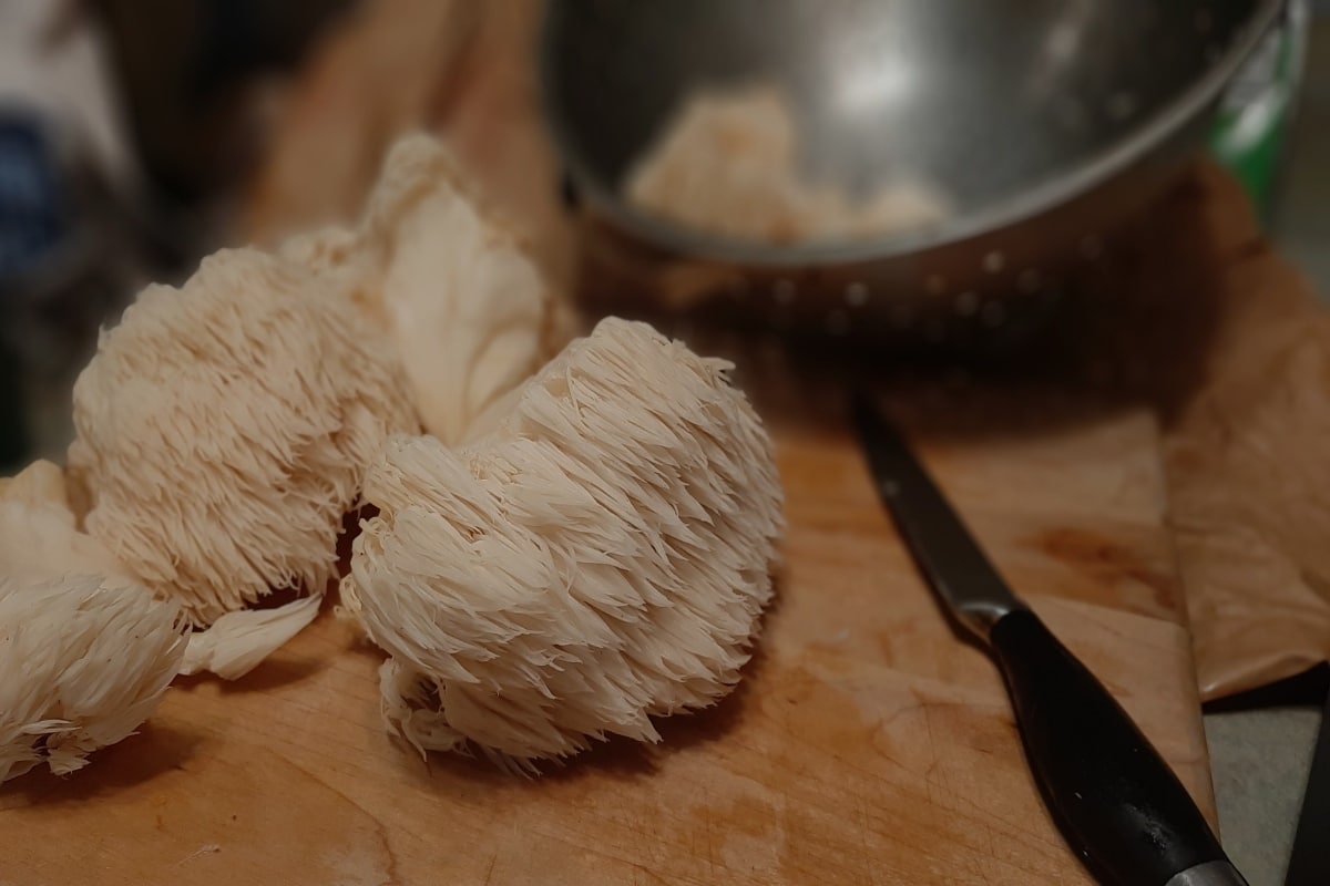 lions mane mushrooms