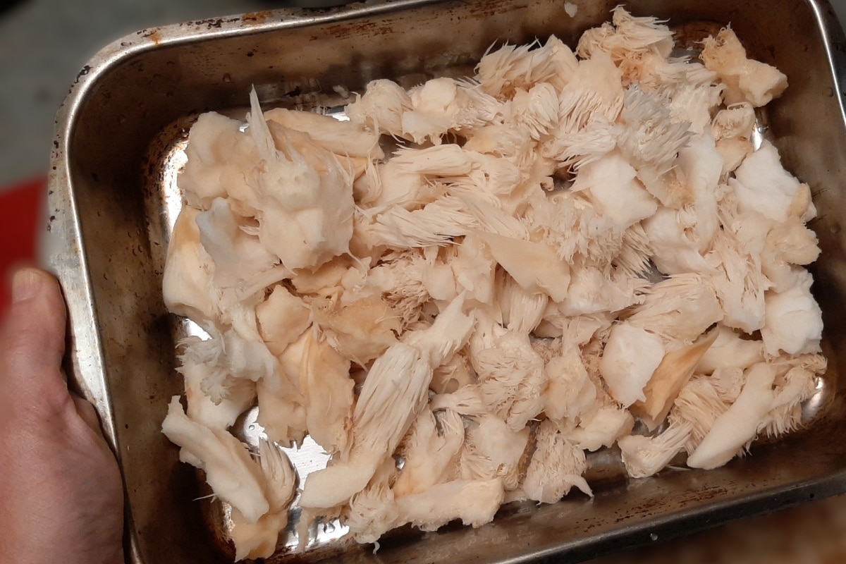 shredded lions mane mushrooms
