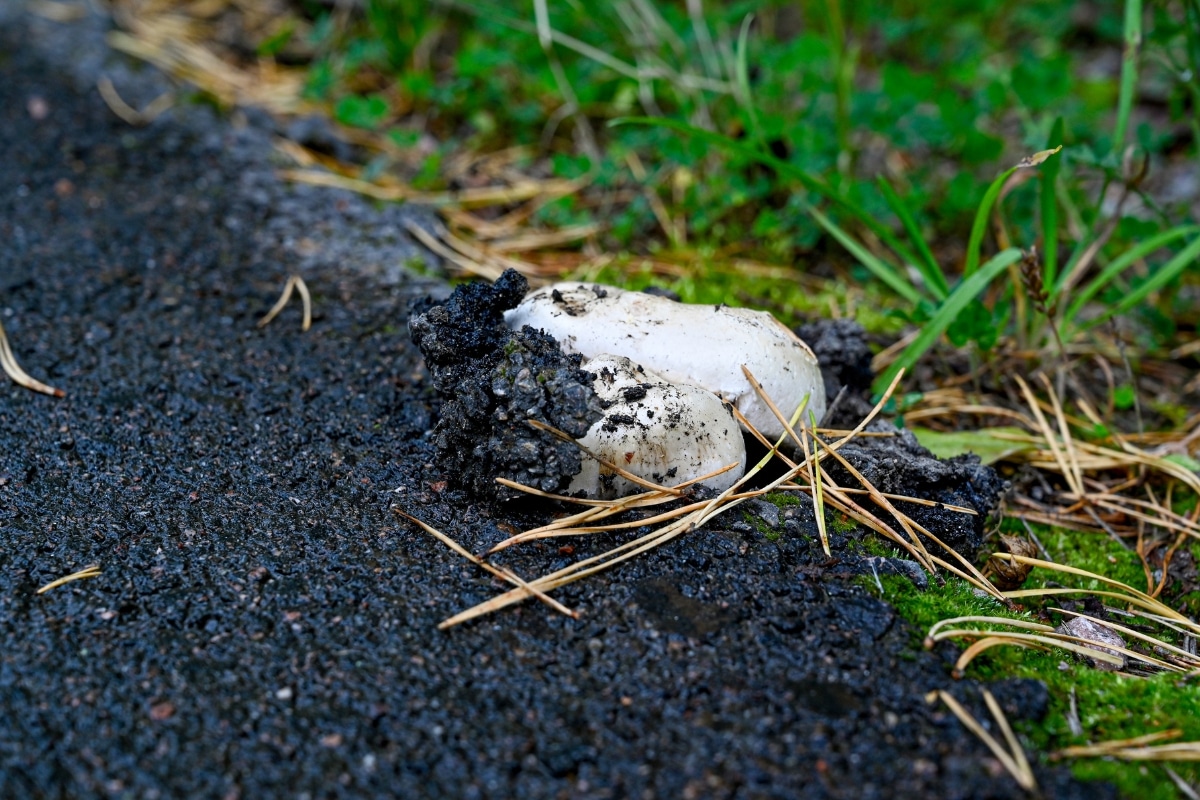 mushroom growing through asphalt