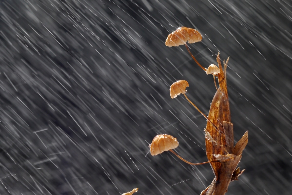 mushrooms in rain, facts about mushrooms