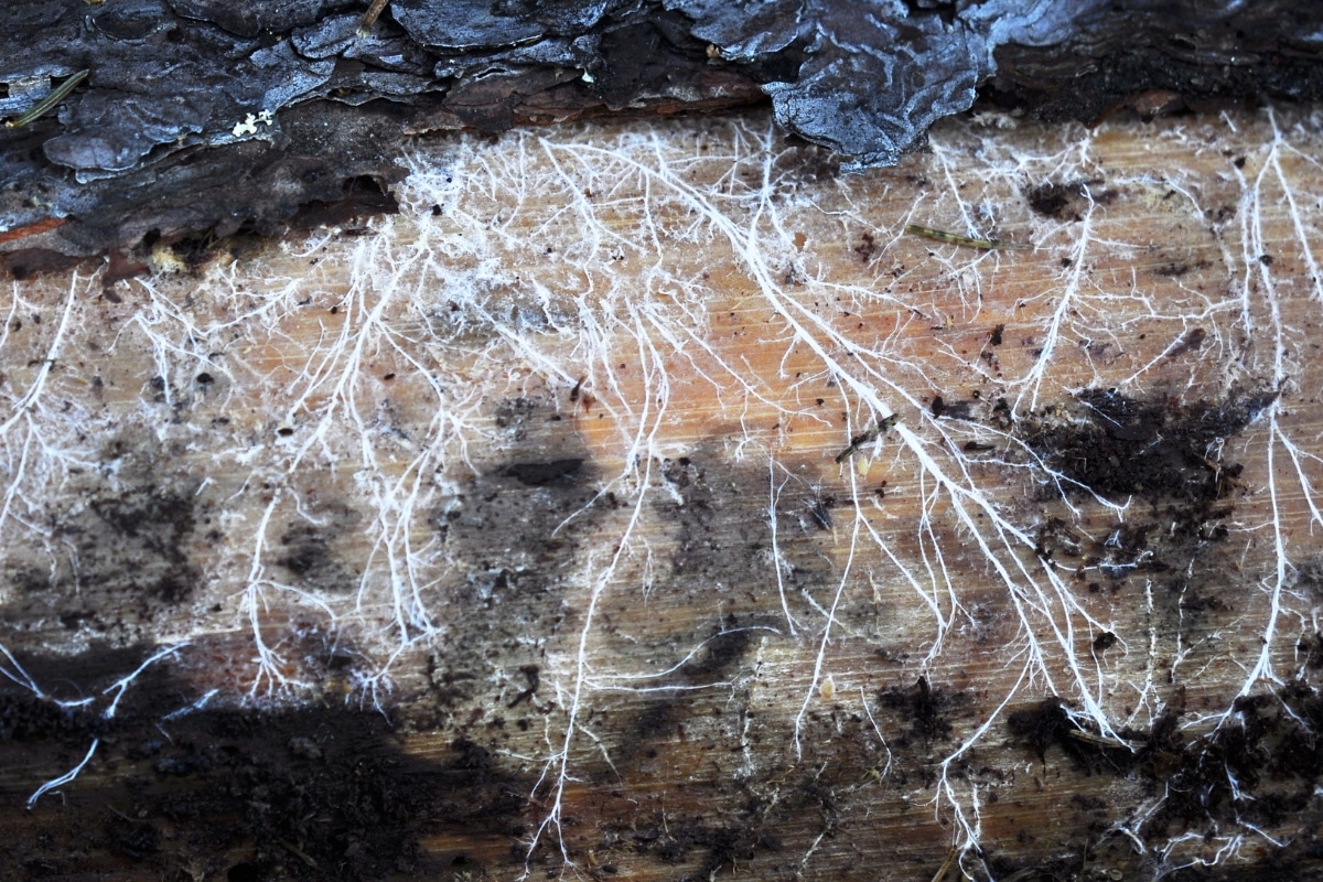 mushroom mycelium