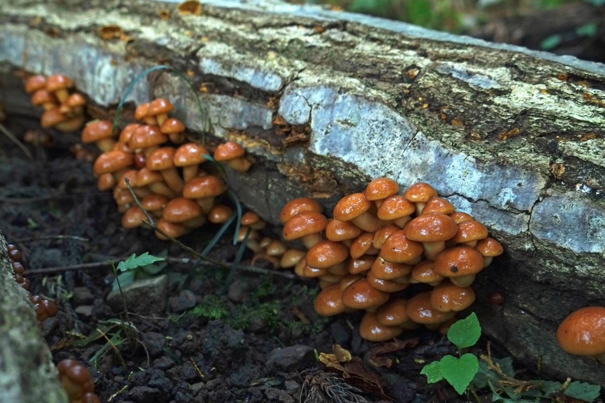 nameko mushrooms