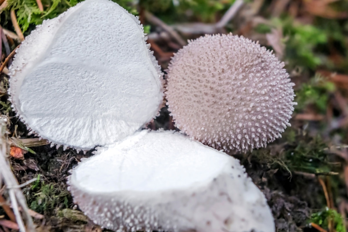 puffball mushrooms flesh