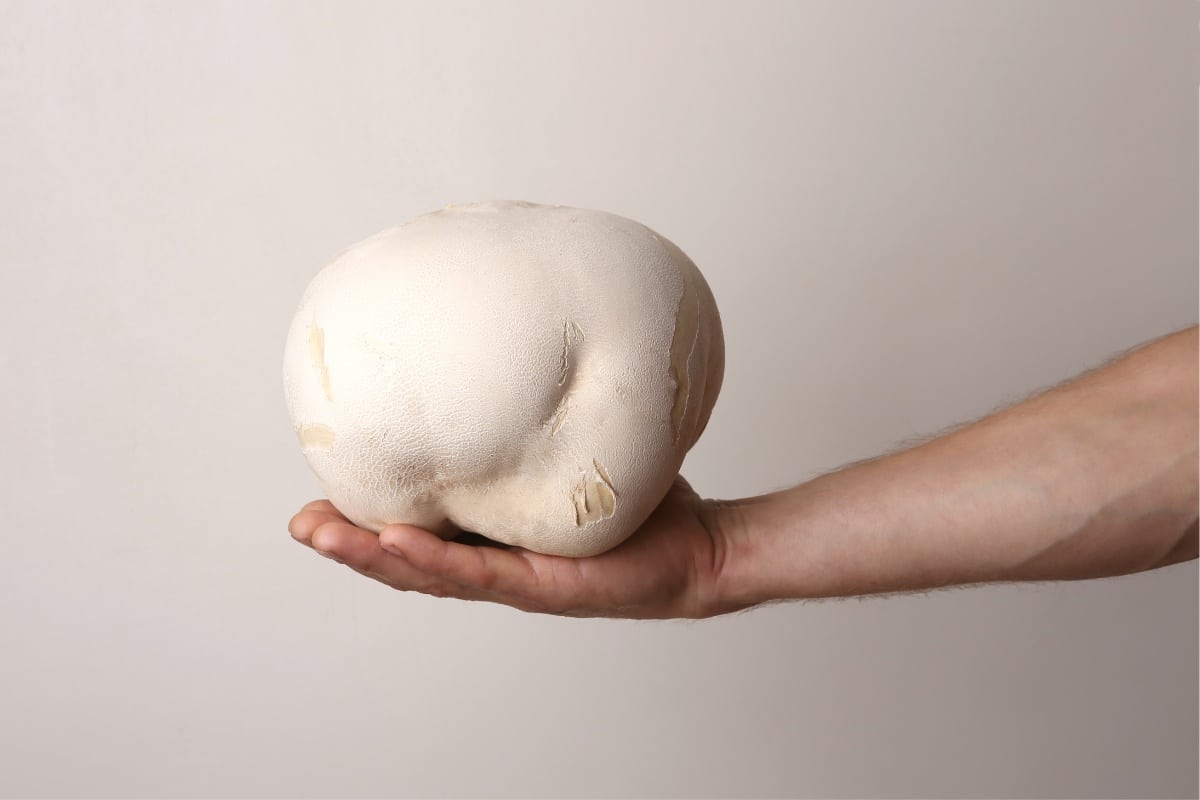 massive puffball mushroom in hand