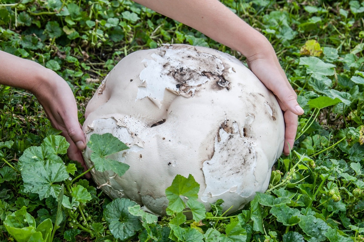 giant puffball mushrooms
