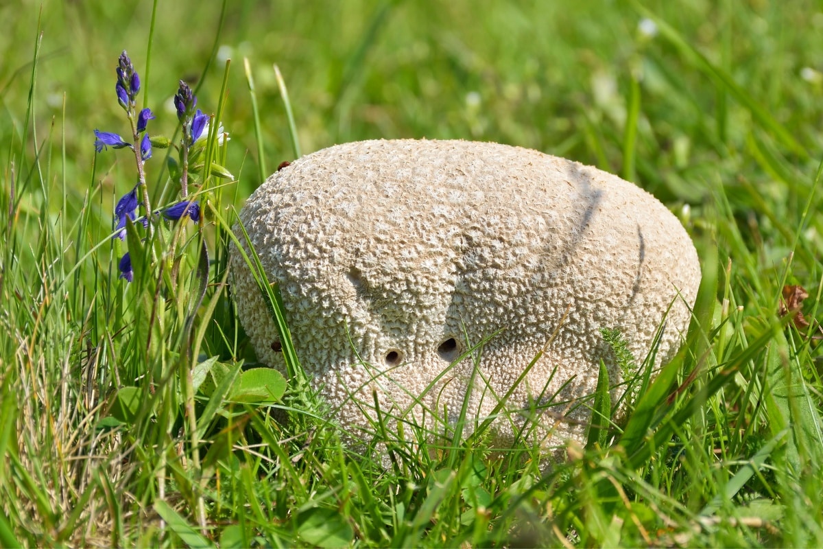 big puffball mushroom