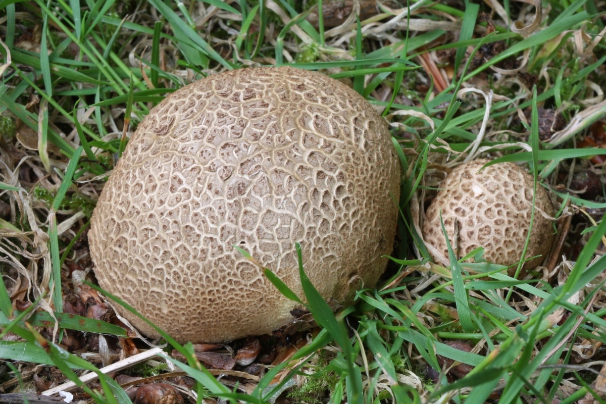 puffball mushrooms in a field