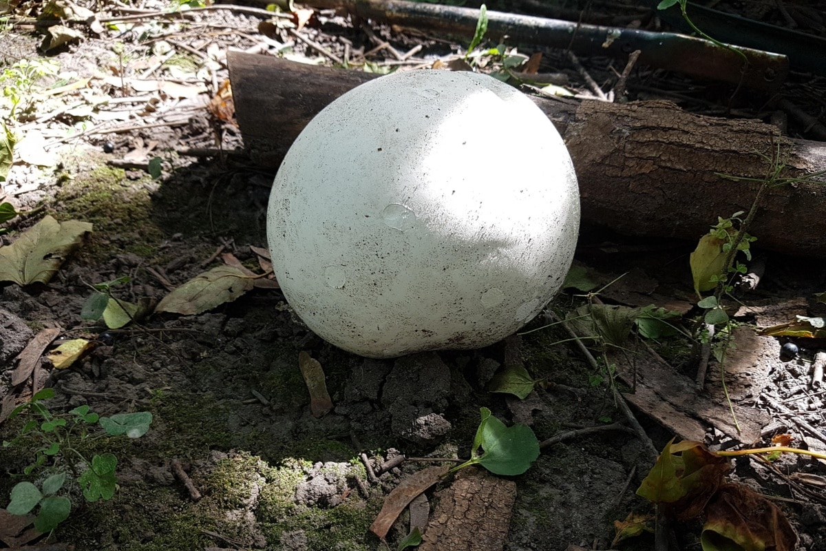 enormous puffball mushroom
