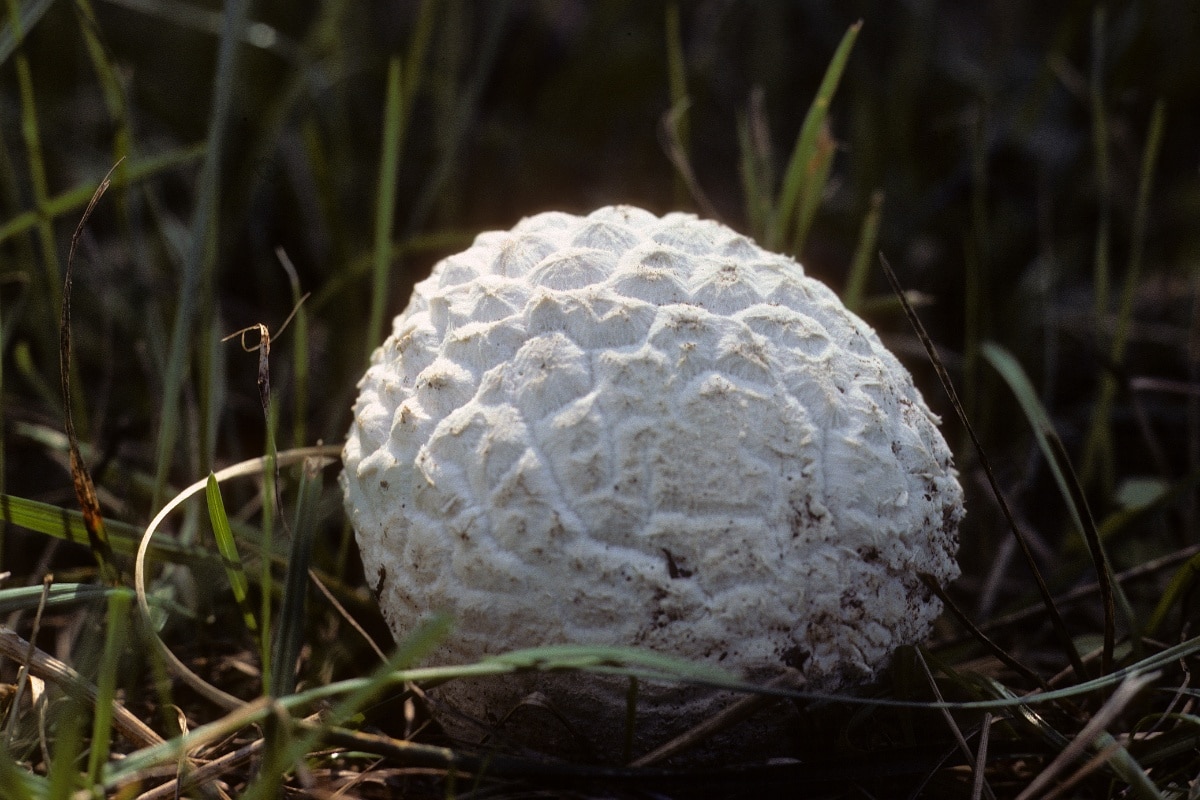 sculpted puffball