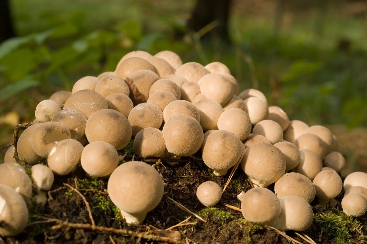 little puffball mushrooms