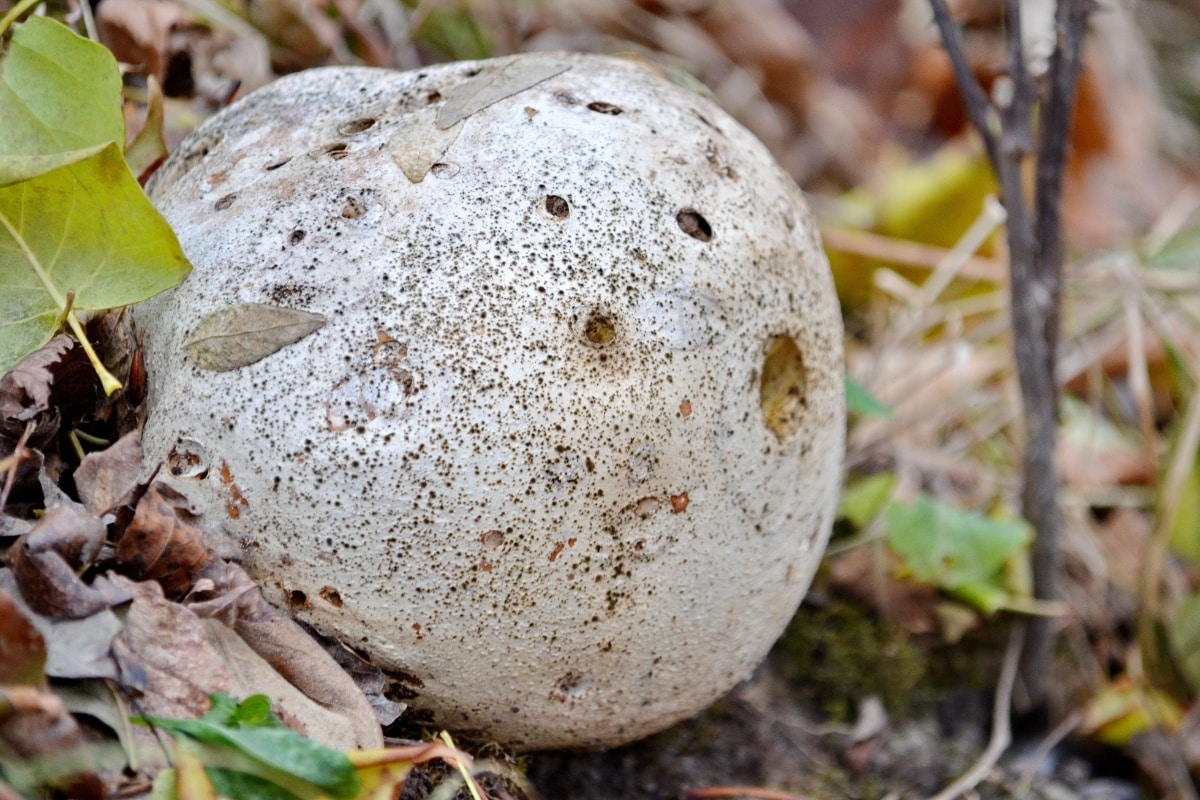 puffball mushroom giant