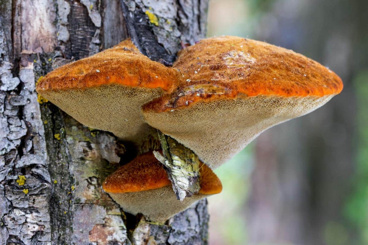 shaggy bracket mushrooms