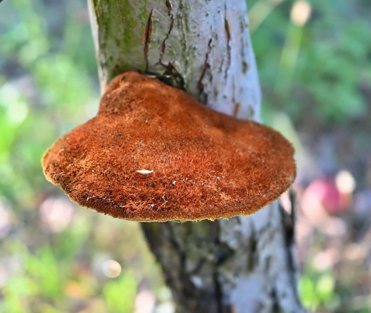 Inonotus hispidus