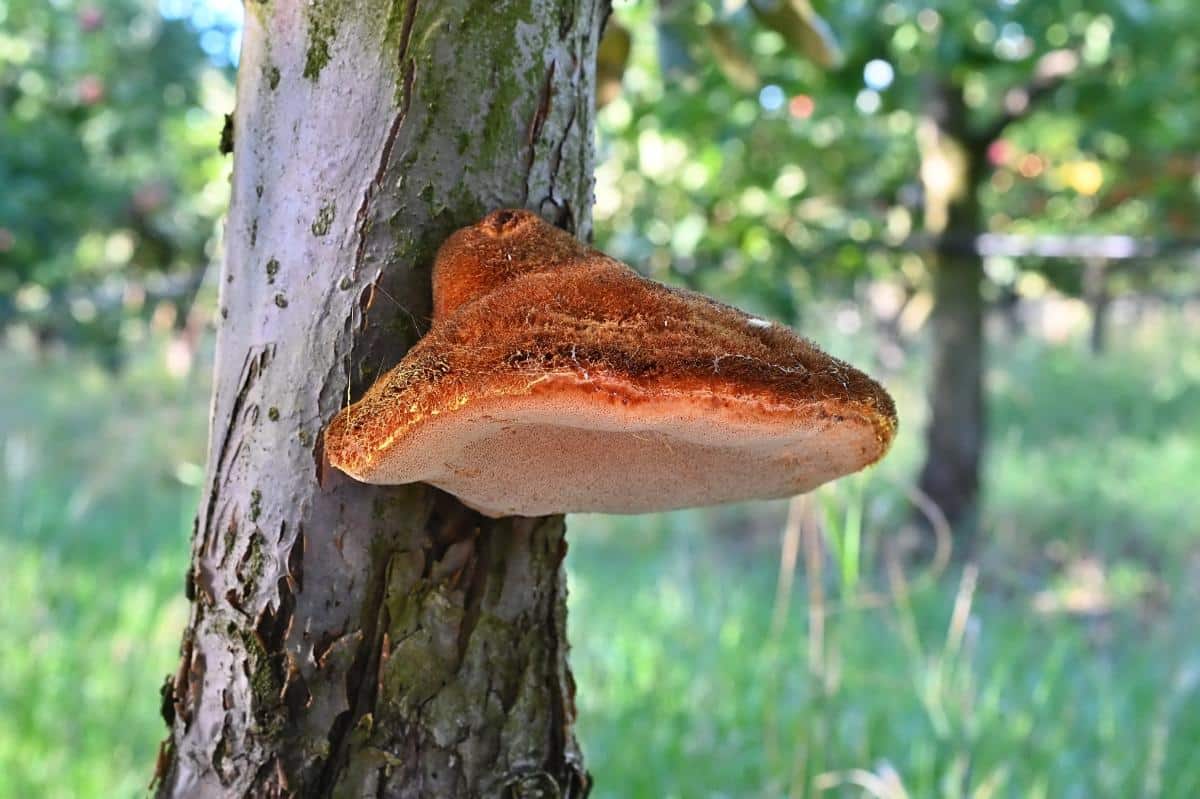 Inonotus hispidus