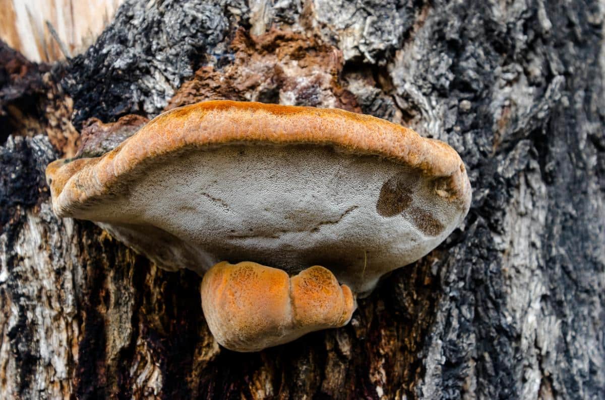 Inonotus hispidus