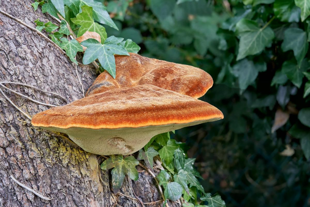 shaggy bracket mushroom