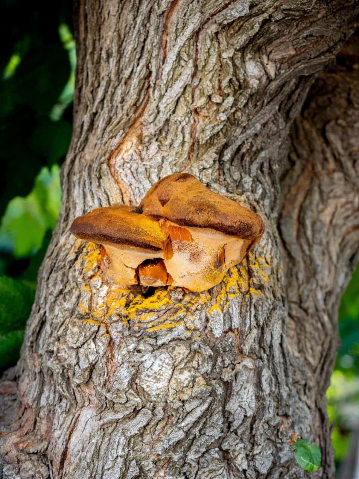 shaggy bracket mushroom
