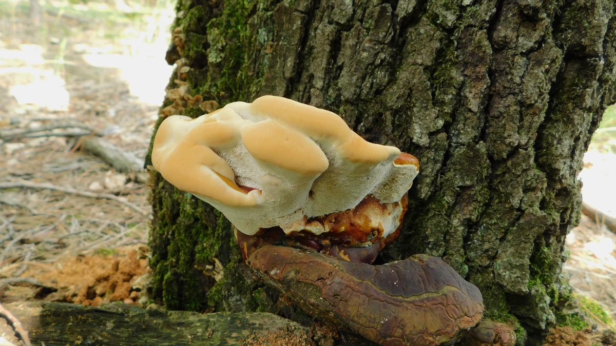 Inonotus hispidus
