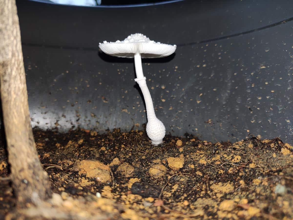 Leucocoprinus Cretaceus