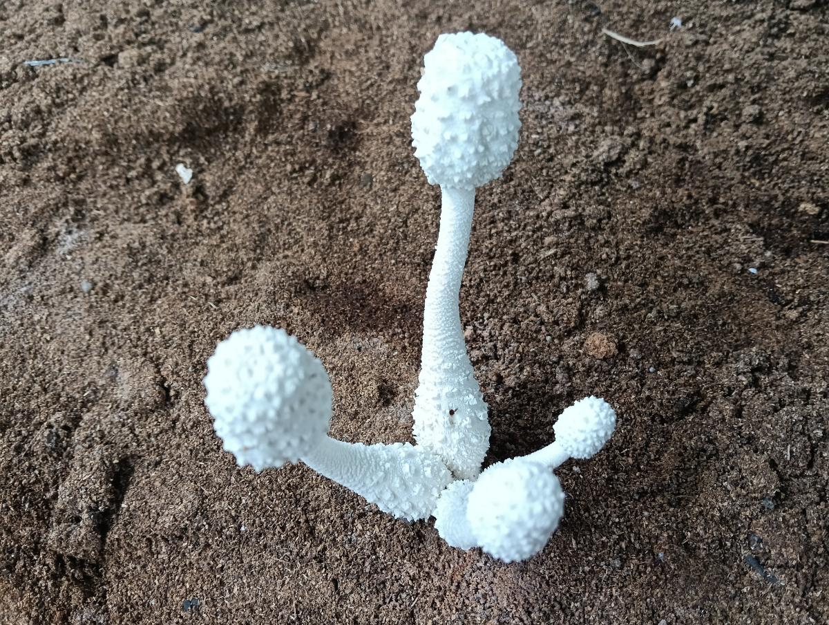 Leucocoprinus Cretaceus