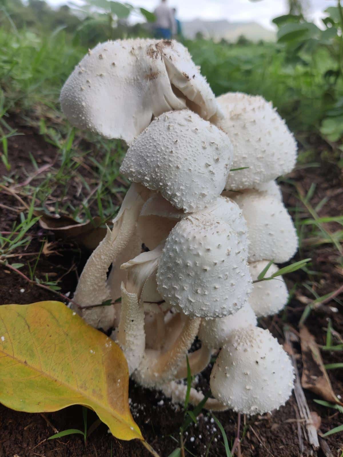 white greenhouse mushroom