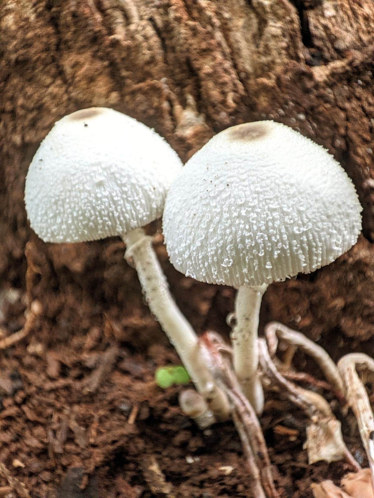 Leucocoprinus Cretaceus