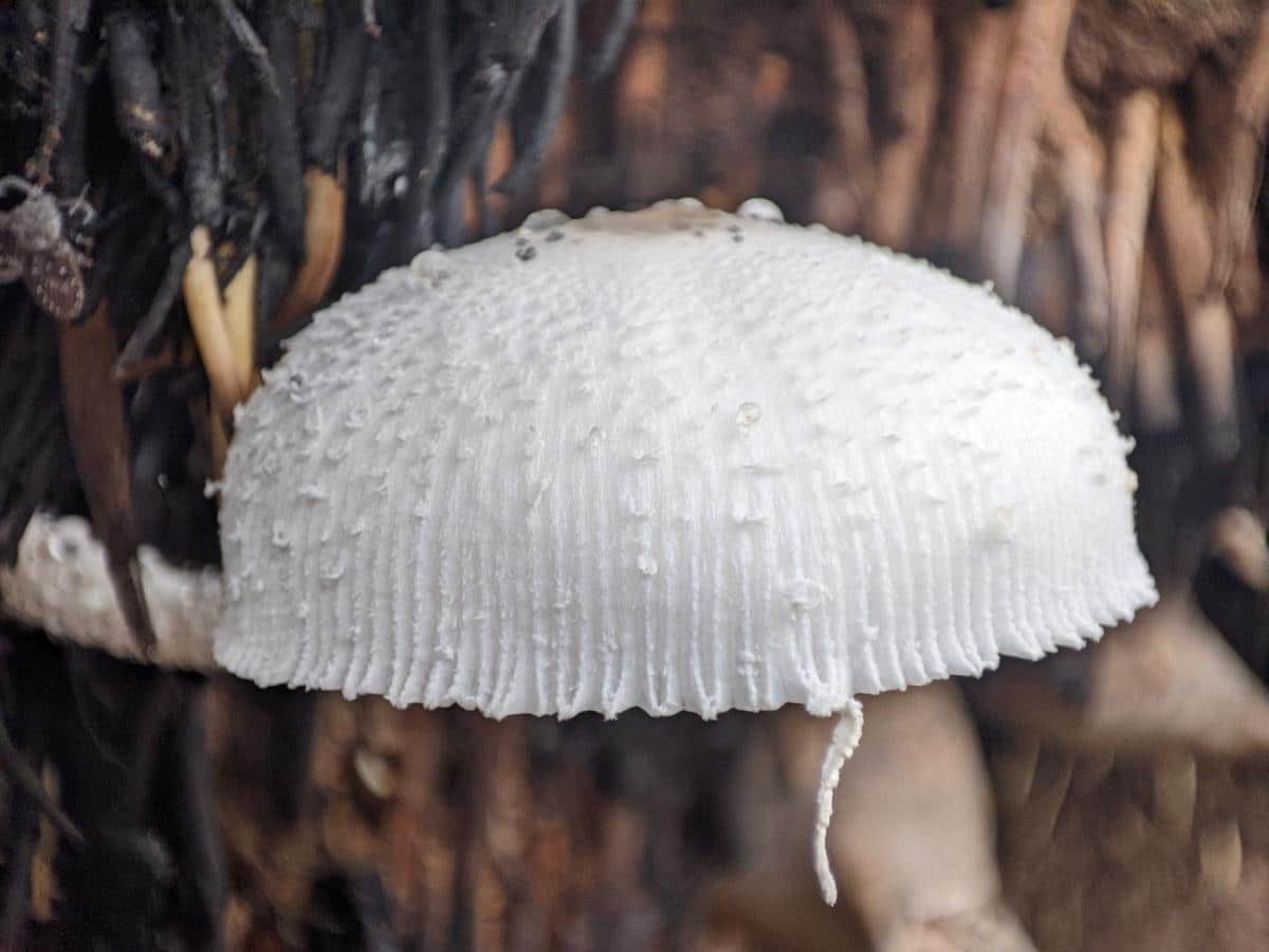 white chalk mushroom