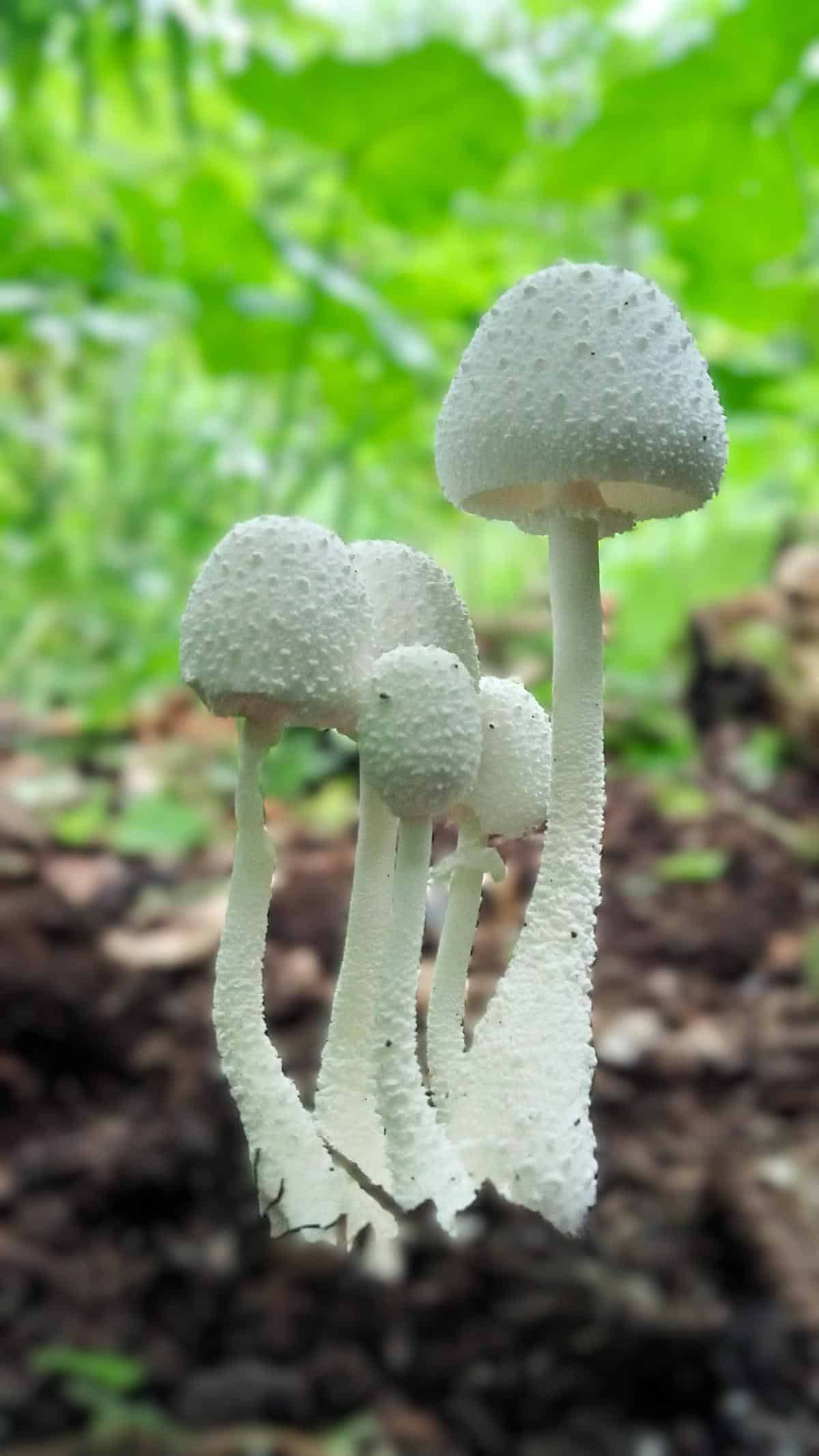 Leucocoprinus Cretaceus