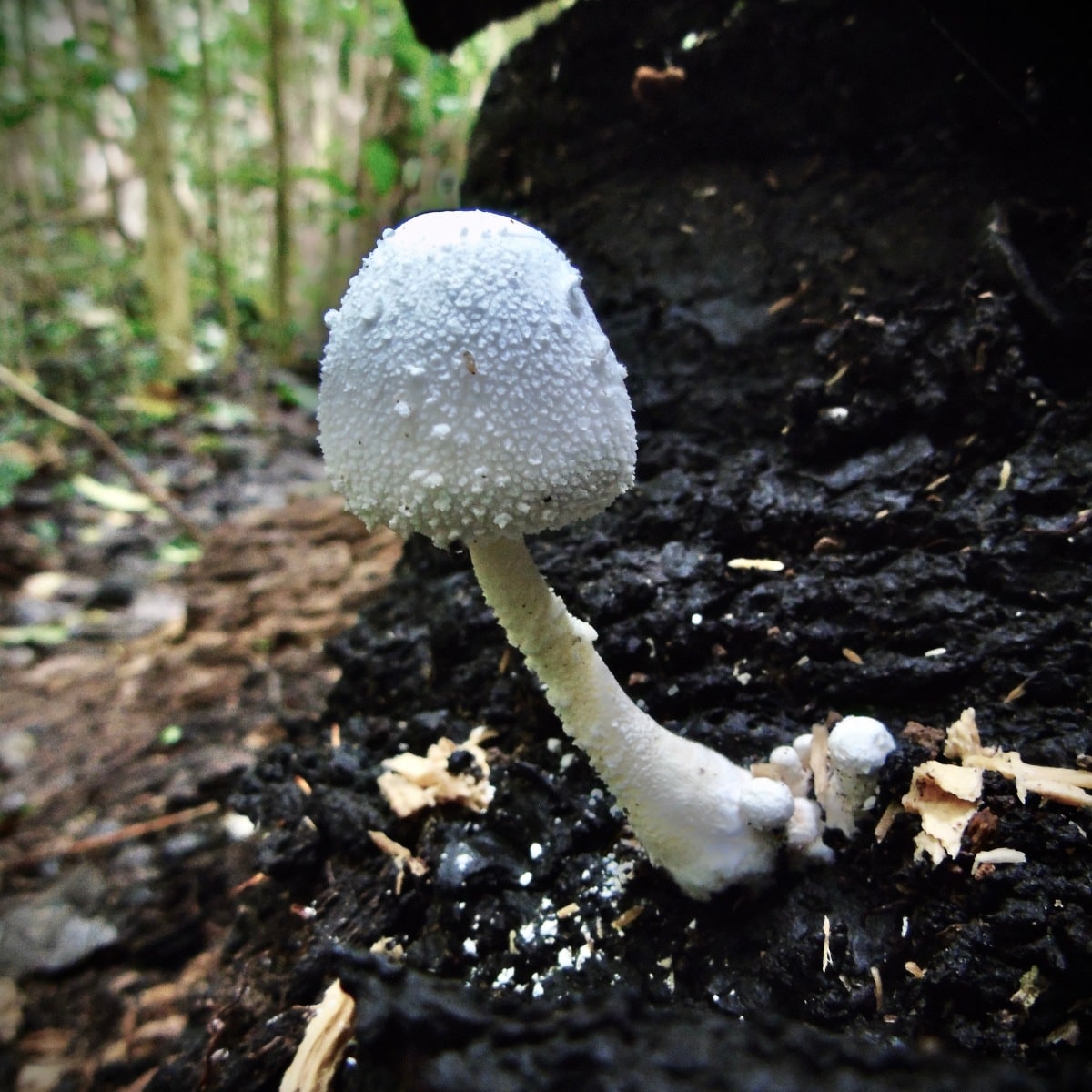 white chalk mushroom