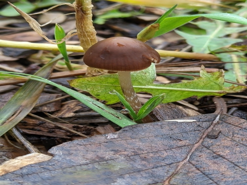 Psathyrella corrugis