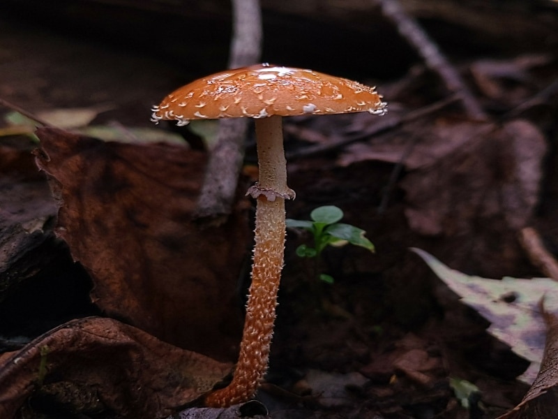 Leratiomyces squamosus var. thraustus