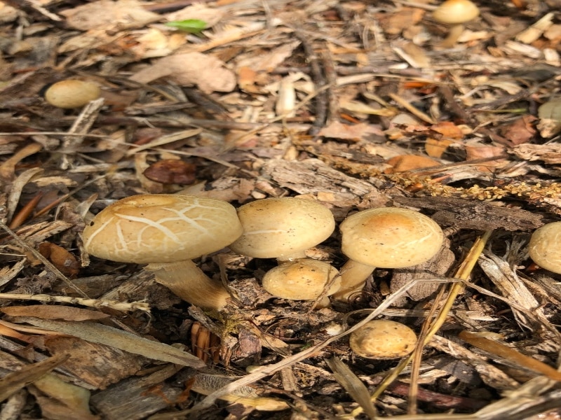 Agrocybe putaminum