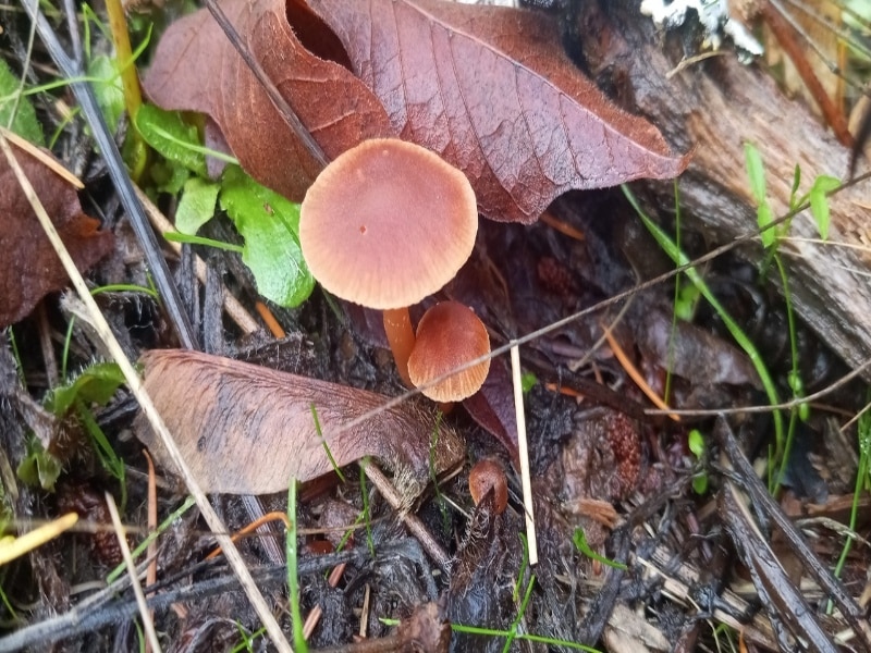 Tubaria furfuracea