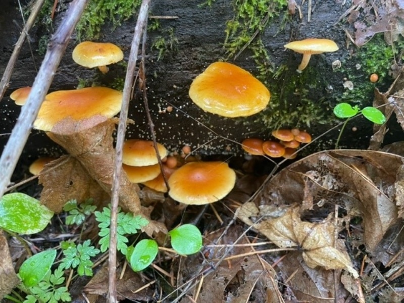 Gymnopilus sapineus