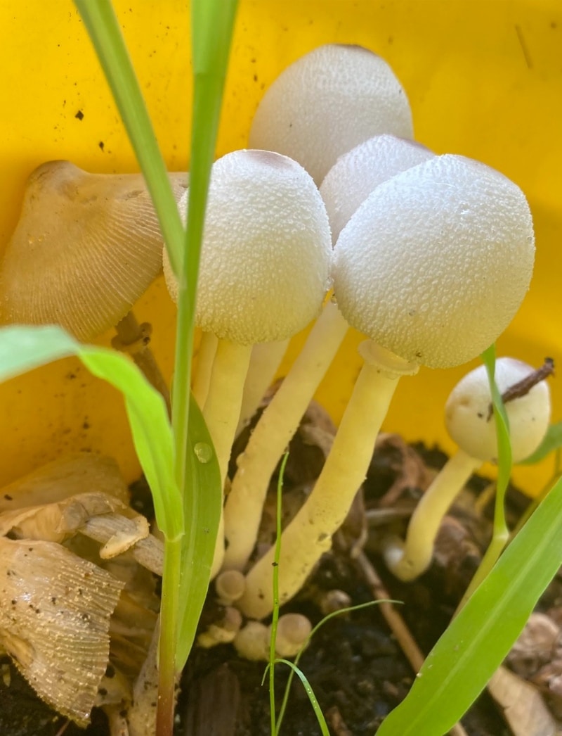 Leucocoprinus cepistipes

