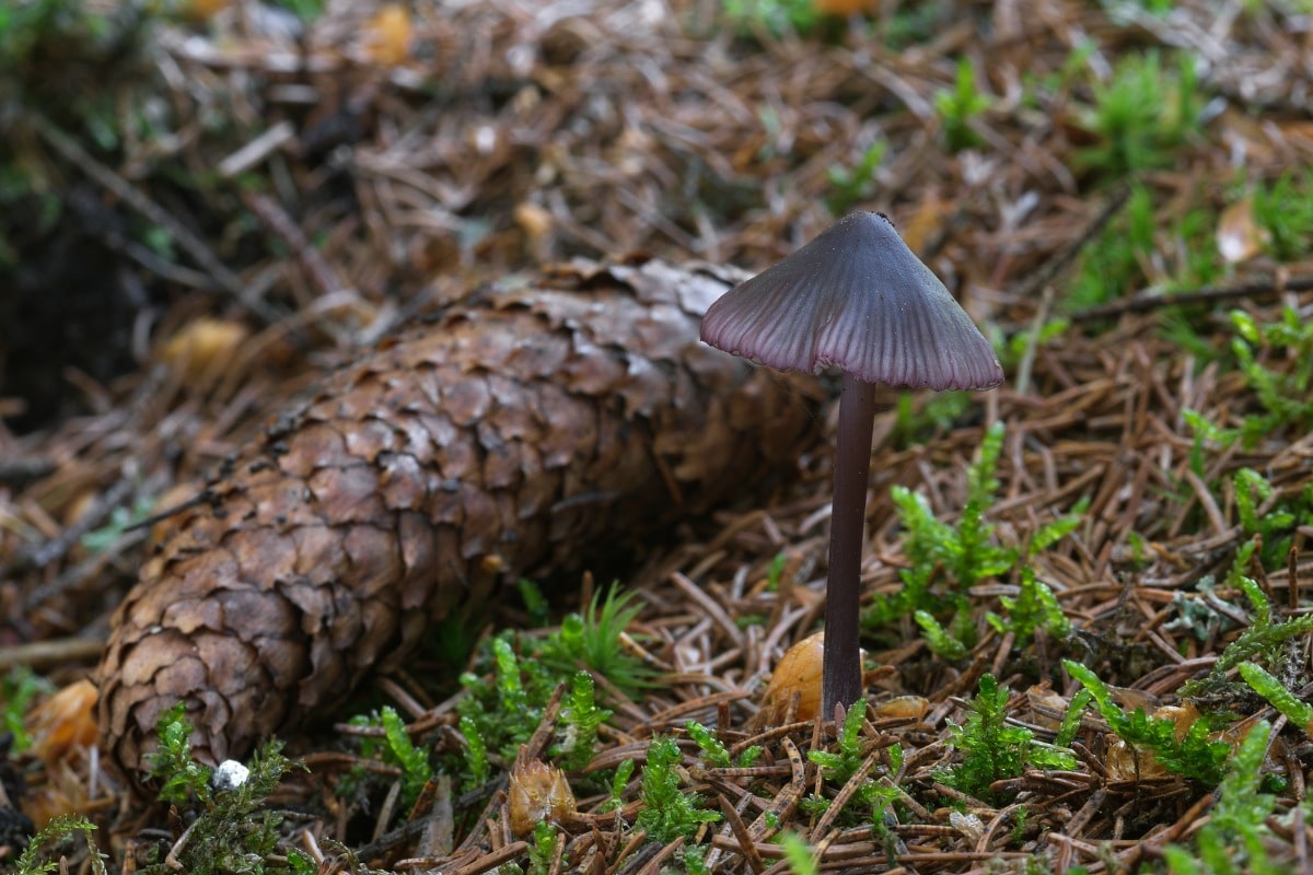 Mycena purpureofusca