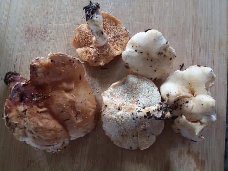 hedgehog mushrooms