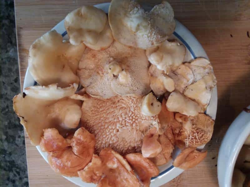 a plate of hedgehog mushrooms