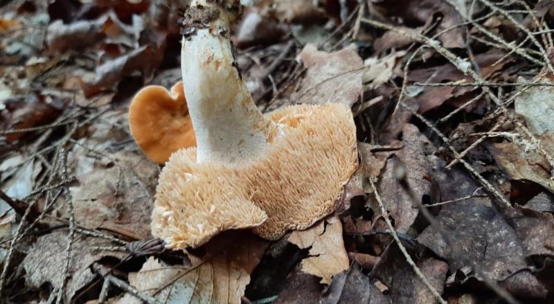 hydnum species