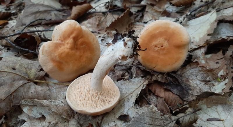 wild hedgehog mushrooms