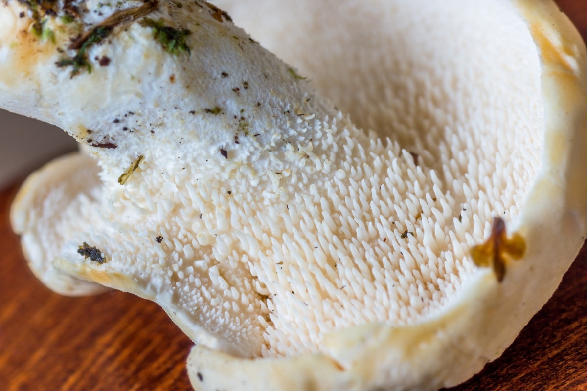 hedgehog mushroom spines