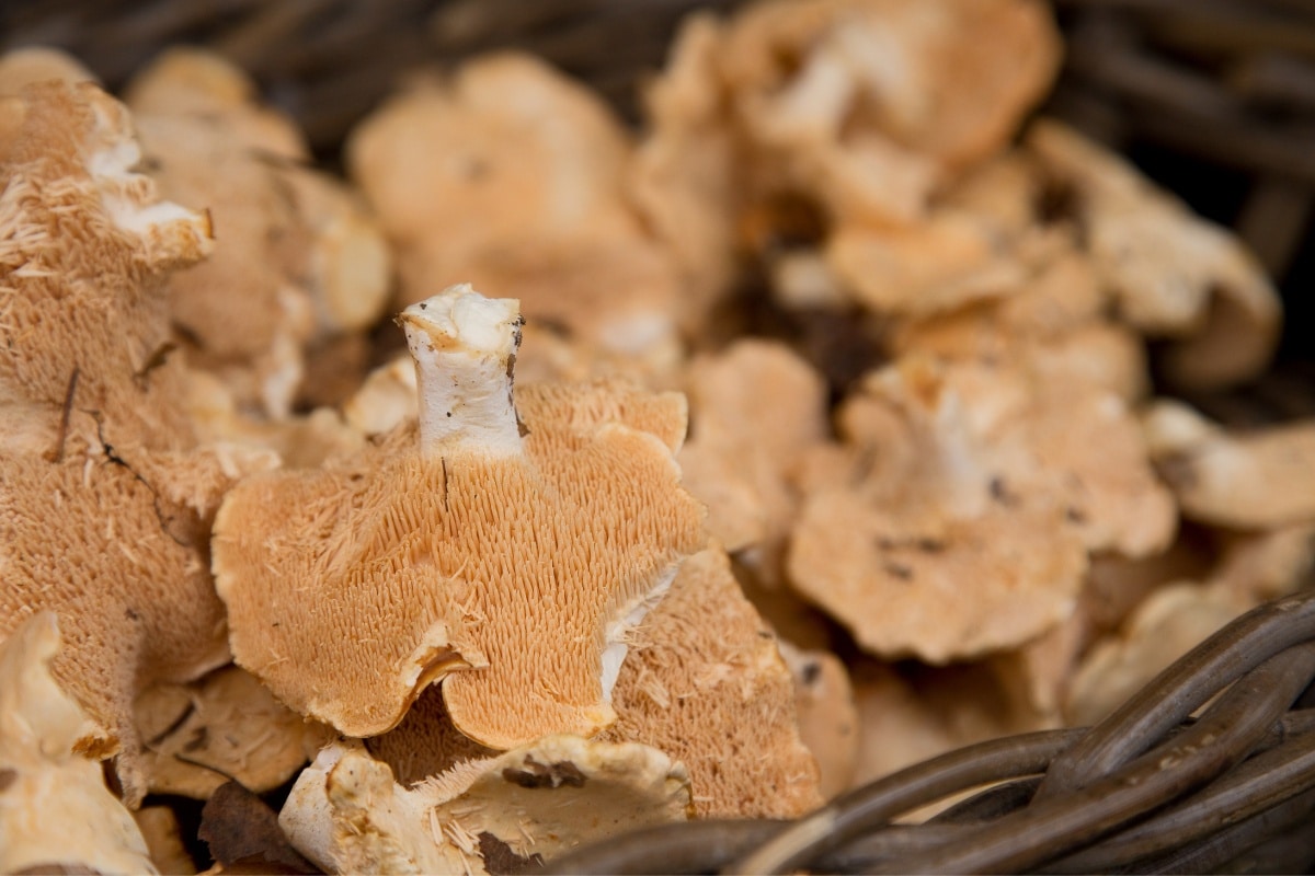 hedgehogs mushroom in a basket