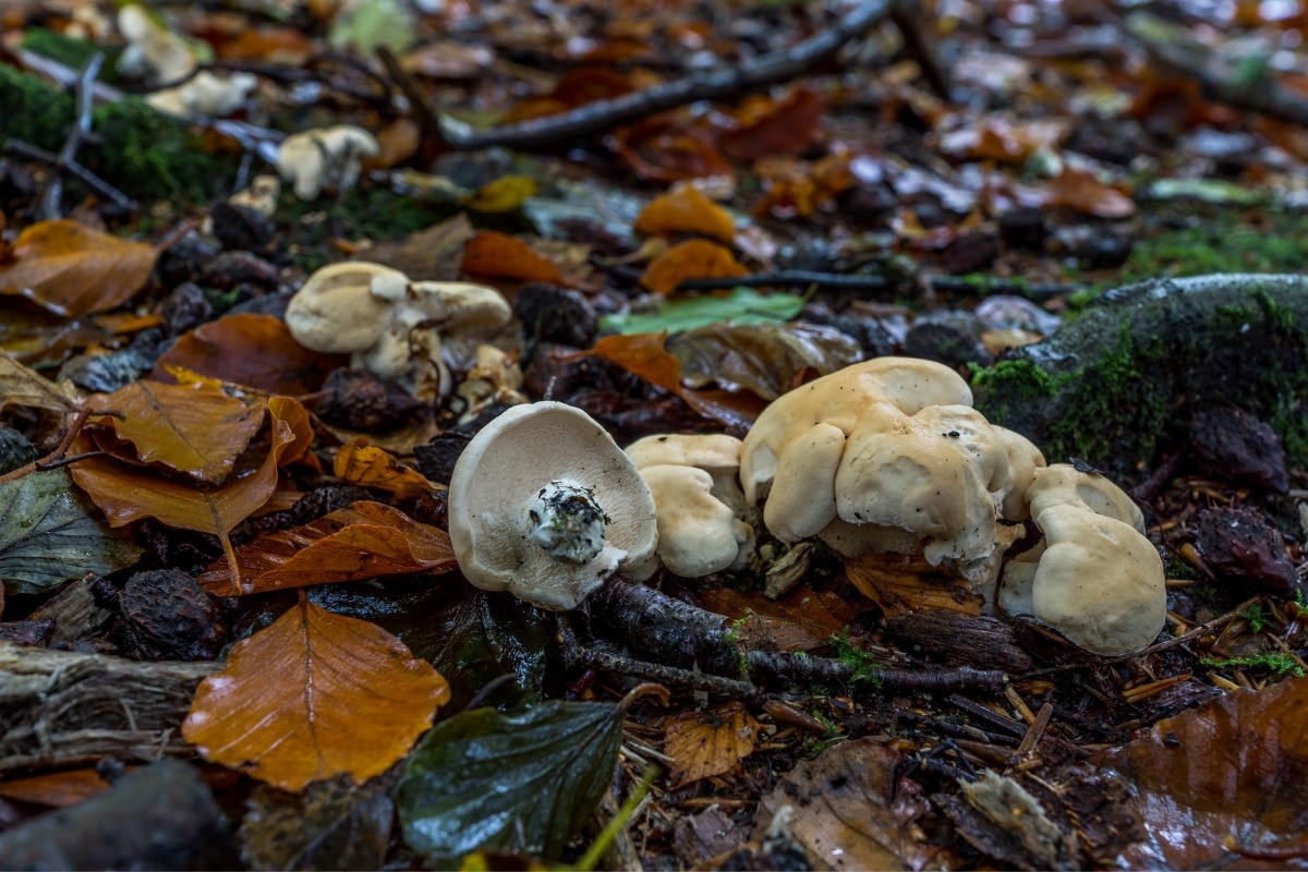 forage hedgehog mushrooms