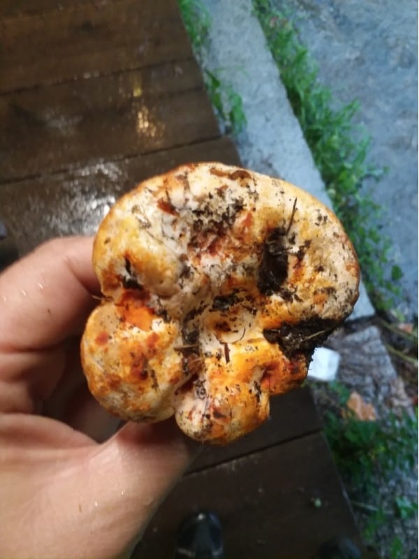 parasitized lobster mushroom